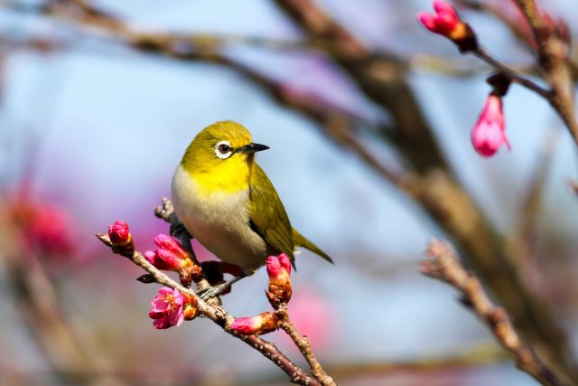 oiseaux domestiques