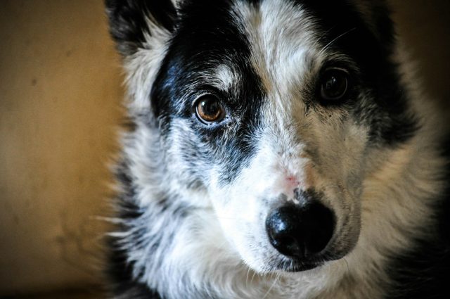 promenades en groupe pour les chiens