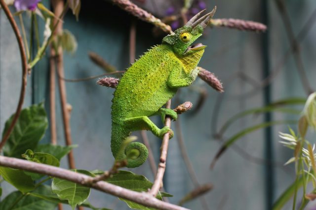 habitat naturel adapté à vos reptiles