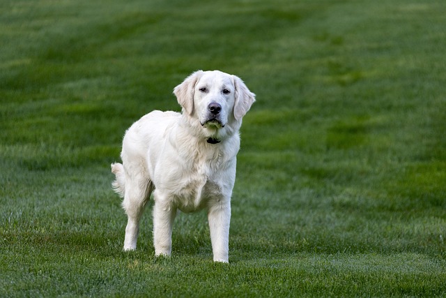 Chiens faciles à éduquer